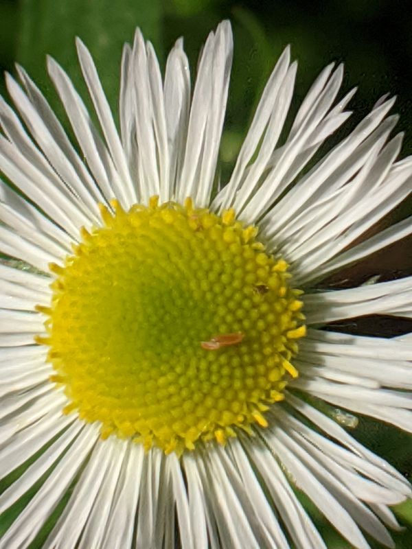 Quarter-Inch Sized Flower, Zoomed In thumbnail