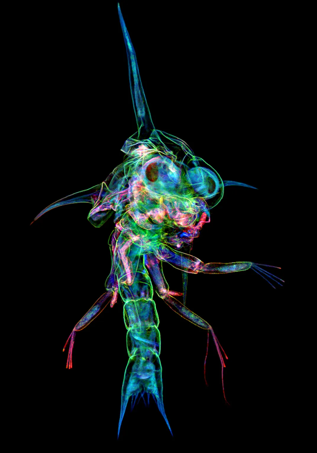 a shrimp-like creature shown as a colorful outline on a black background