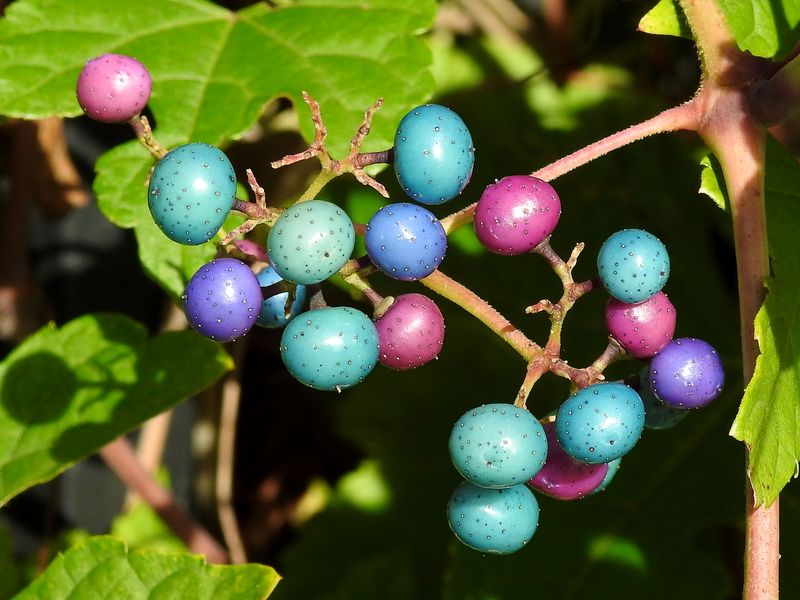 Porcelain Berries Smithsonian Photo Contest Smithsonian Magazine