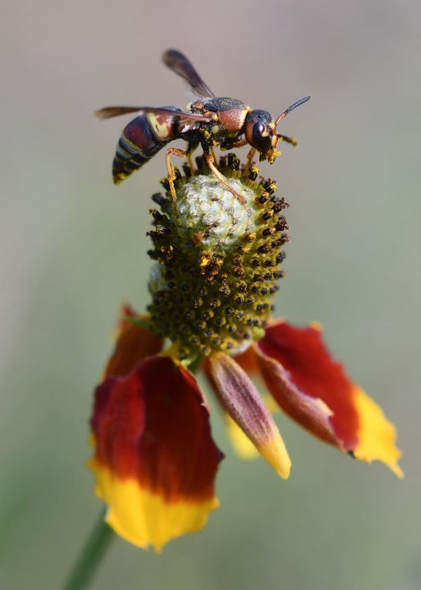 Paper Wasp Balances on Mexican Hat Flower thumbnail