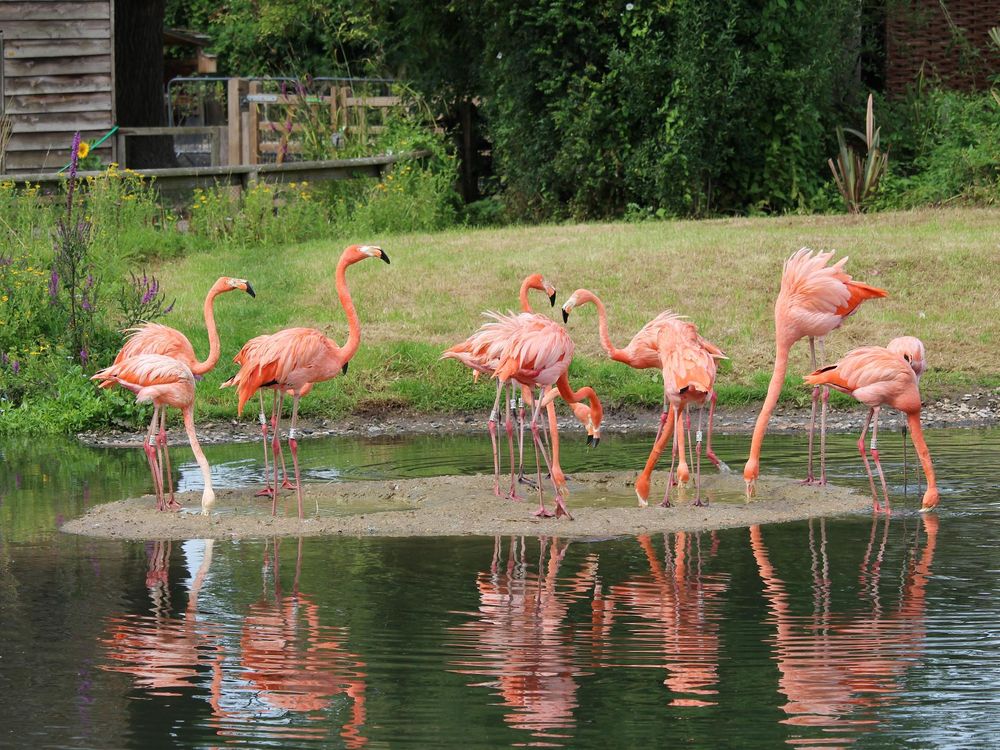 Flamingos