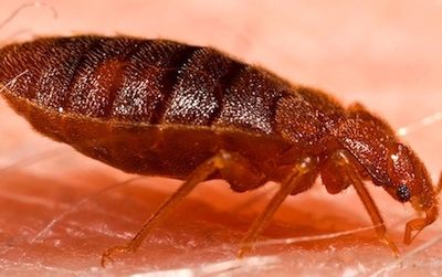 A new study shows that over-the-counter products sold to eradicate the bed bug, shown feeding above, are relatively ineffective