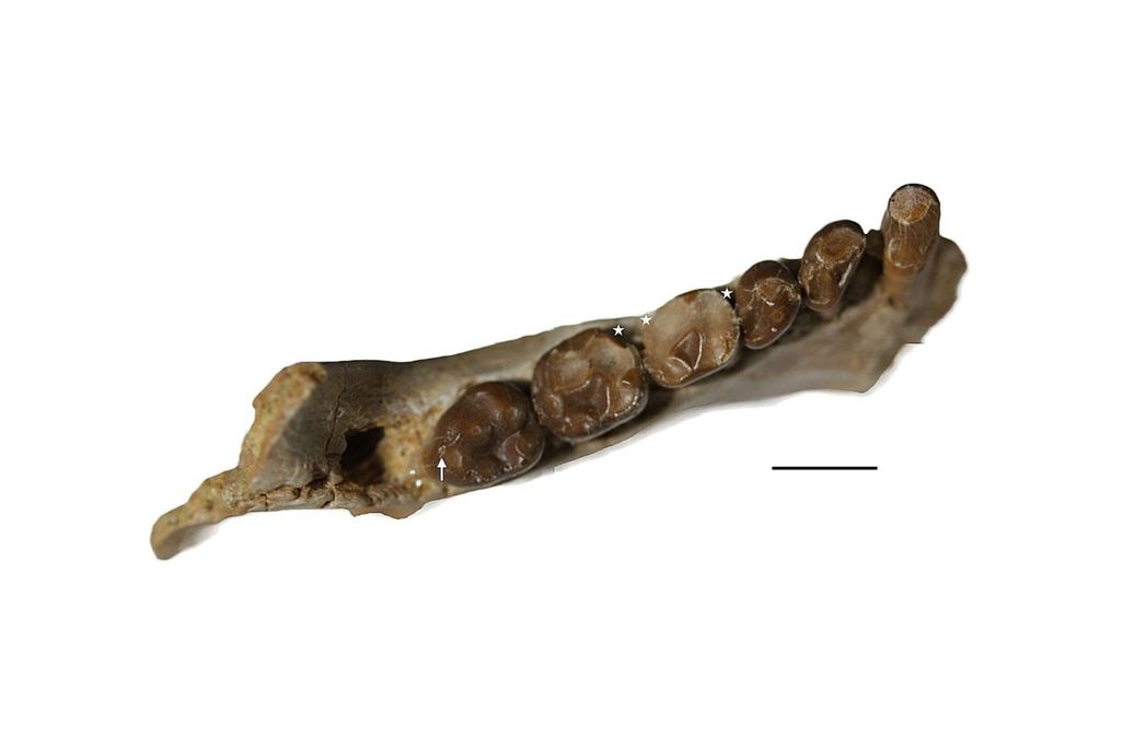 White background with fossilized teeth