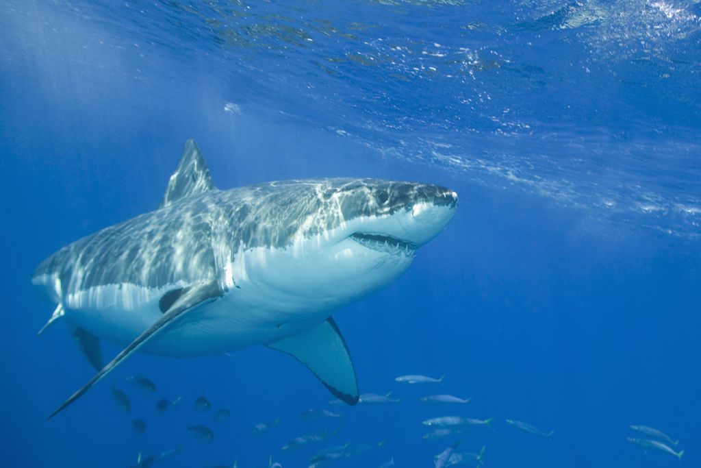 Great White Repellent