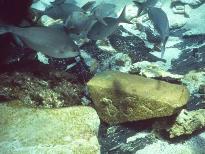 Australia’s Most Notorious Shipwreck Tells a Story of Murder, Slavery, Mutiny—and, Now, ‘Surprisingly Sophisticated’ Trade in the 17th Century image