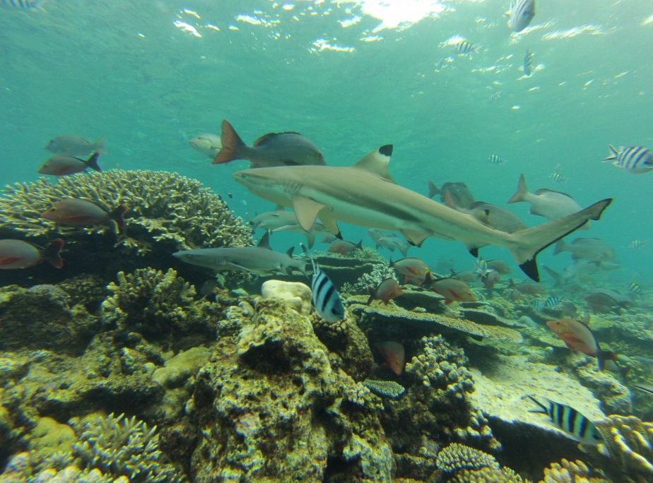 Underwater scene of shark and fish