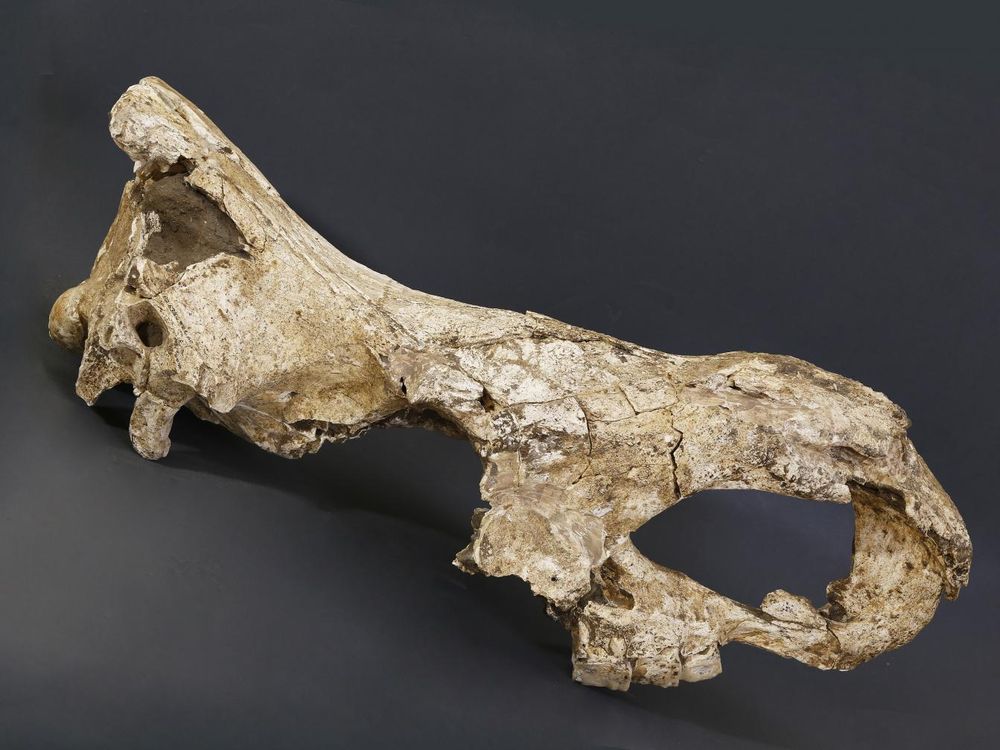 Rhino Fossil