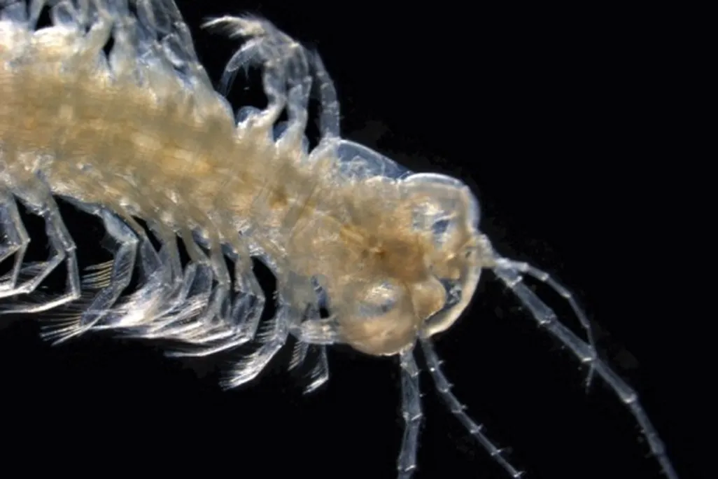 20131023125023remepede.jpg