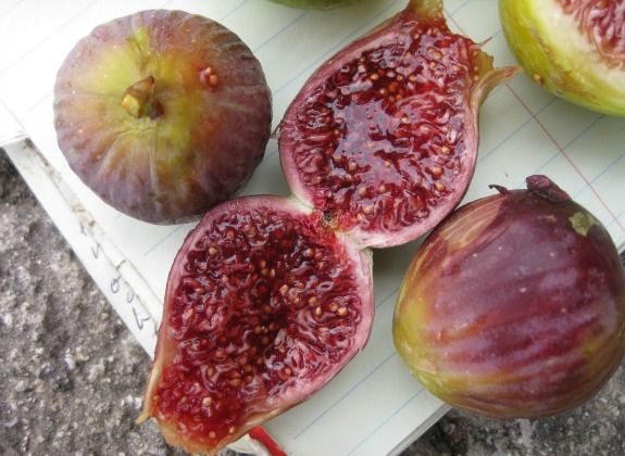 Fresh figs