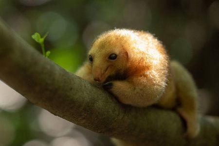 A silky anteater, small enough to sit comfortably in your palm, rests in the canopy of a mangrove forest in Brazil&rsquo;s Parna&iacute;ba Delta.