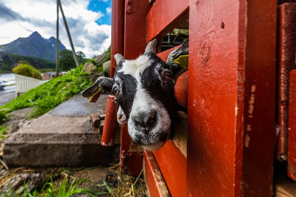Norwegian Goat thumbnail