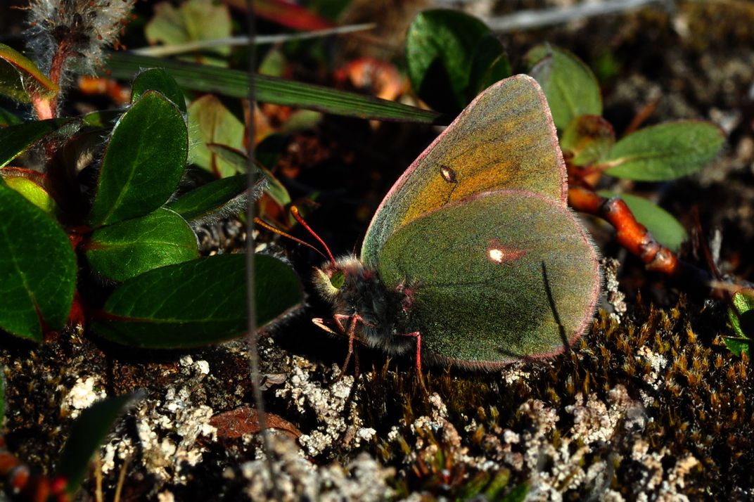 Greenland's Butterflies Are Shrinking as Temperatures Rise