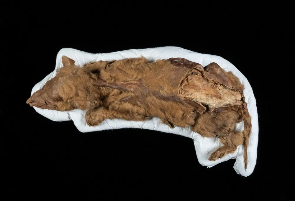 An aerial photo of Zhùr's body. She lays on a white sheet with a black background. Her fur is light brown, and her bones jut out near her back legs. She is laying down, like she was asleep when she died. 