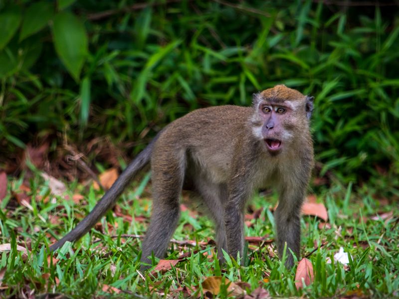 A wild monkey Smithsonian Photo Contest Smithsonian Magazine