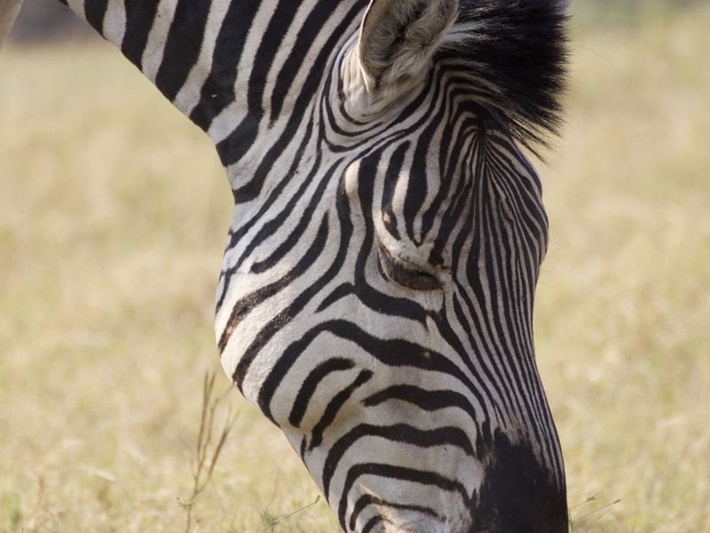 Zebra in the Wildlife | Smithsonian Photo Contest | Smithsonian Magazine