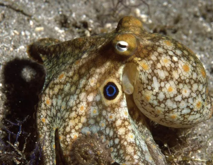 A close-up of a California two-spot octopus