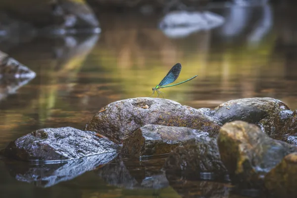 Dragonfly by the river thumbnail