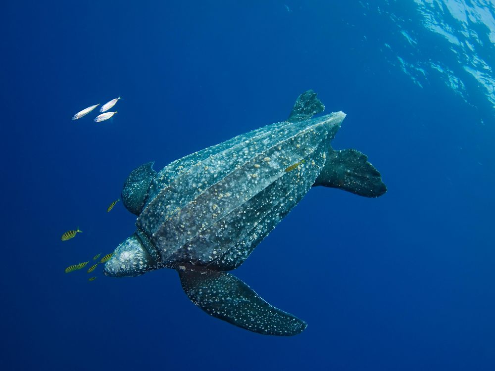 Leatherback Sea Turtles Can Measure Sunlight Through Their Skulls, Smart  News