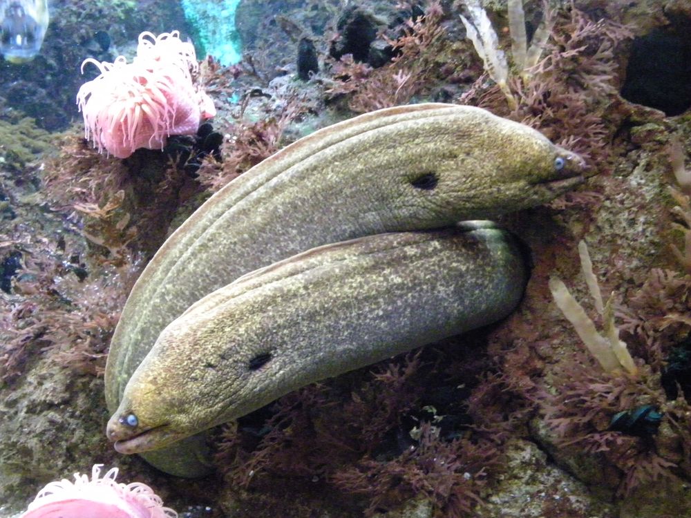 Shedd Aquarium eels, Chicago Il | Smithsonian Photo Contest ...