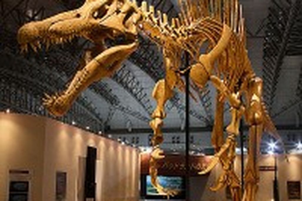 20110520083227Mounted_Spinosaurus-200x300.jpg