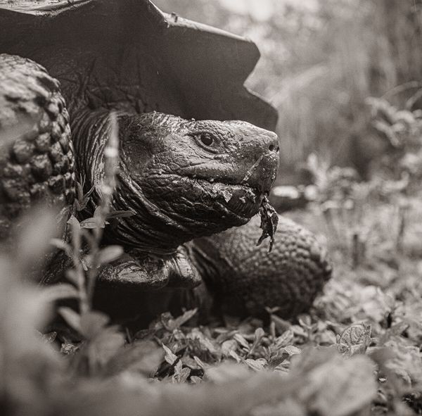 Galapagos Giant Tortoise thumbnail