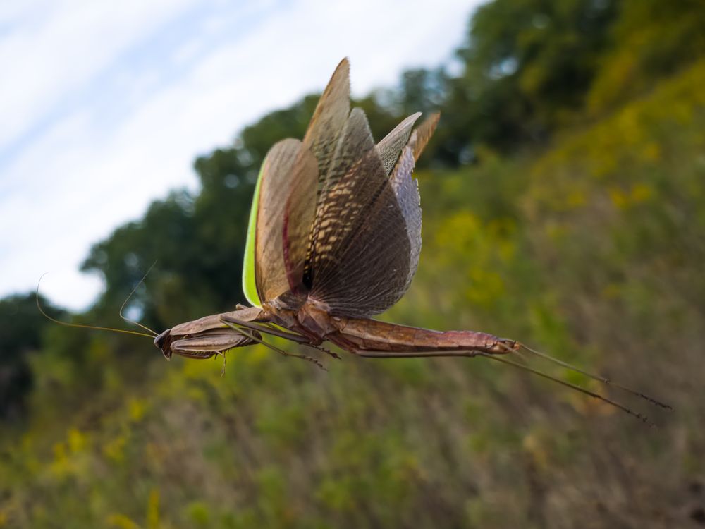 Flight of the Wild Mantis | Smithsonian Photo Contest | Smithsonian ...