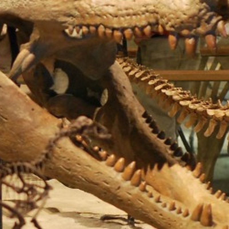 What Dinosaur Would the Tyrannosaurus Rex Have Been Afraid of