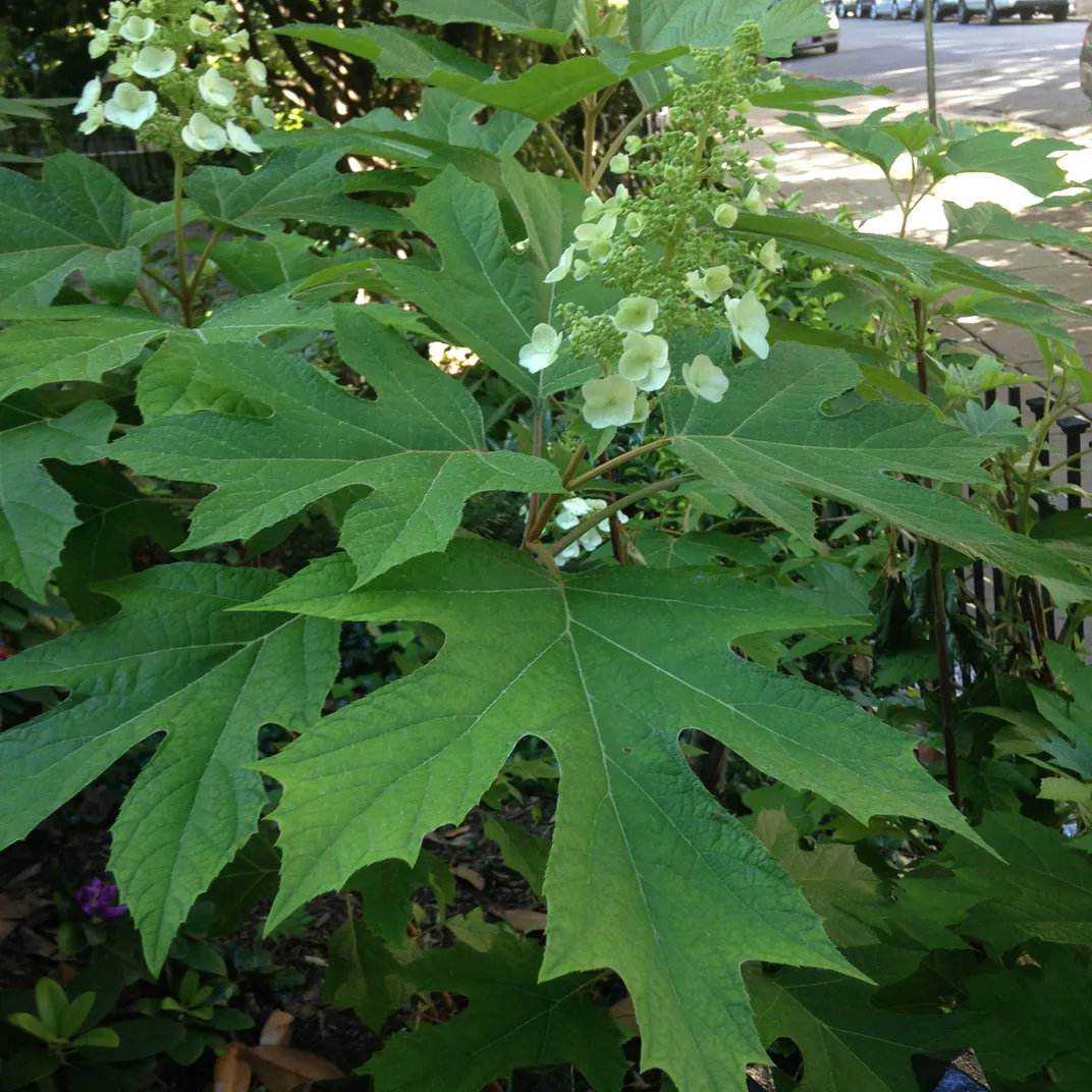 Native oak leaf hydrangea
