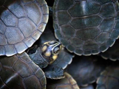 A group of Giant South American turtles gather in this image taken in the Cantão State Park, in Tocantins, Brazil. Though this is an intensely biodiverse region—perhaps even more so than the Amazon ecosystem—it is poorly known.
