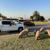 Rodents of Unusual Size Take Over Gated Community in Argentina icon