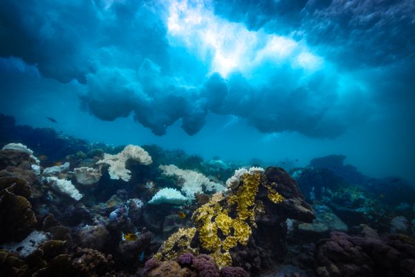 Perfect storm brewing over world's coral reefs. thumbnail