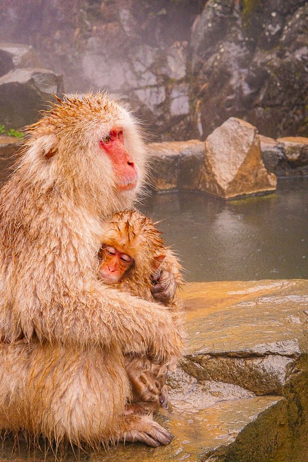Snow Monkey Embrace thumbnail