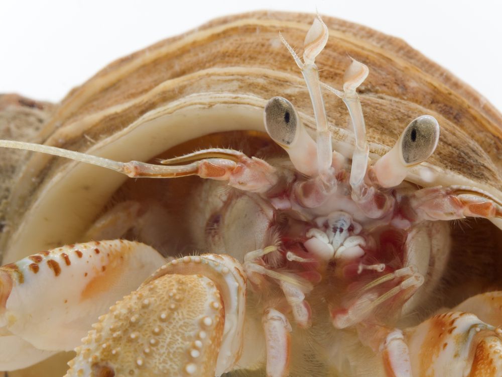 Cannibalistic Hermit Crabs Salivate at the Smell of Their Dead, Science