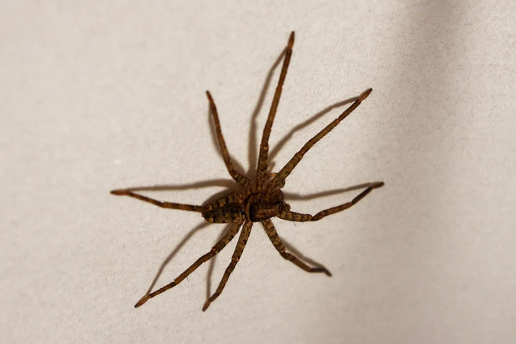 brown spider on an off-white background