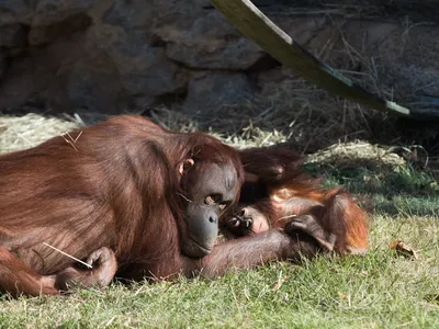 Orangutan mother Batang and infant Redd at the Smithsonian's National Zoo.