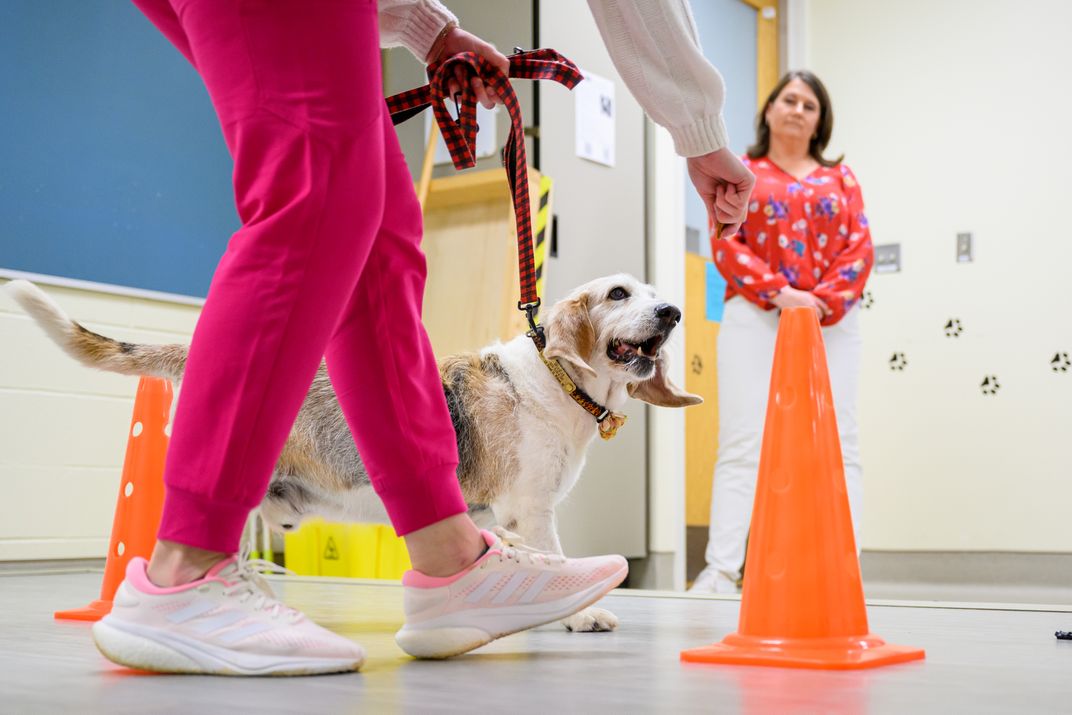 dog on leash walks by a cone with researcher watching