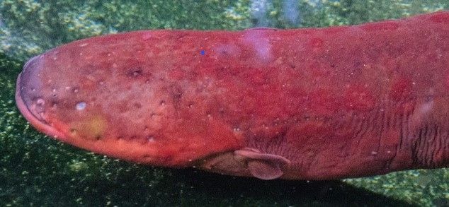 South American rivers are home to at least three different species of electric eels. One species, Electrophorus varii, named after the late Smithsonian ichthyologist Richard Vari, swims through murky, slow-flowing lowland waters. (D. Bastos)