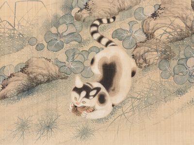 The study included two species of small cats, domesticated cats and leopard cats.