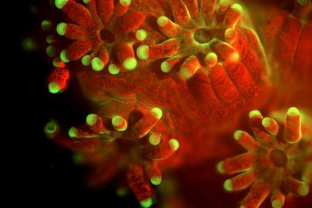 An up close view of coral 