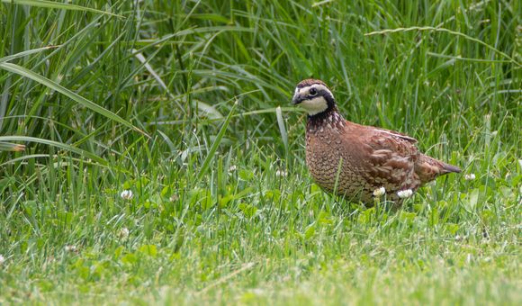 A brown and white quail stands in a grassy field in front of taller grasses behind it.