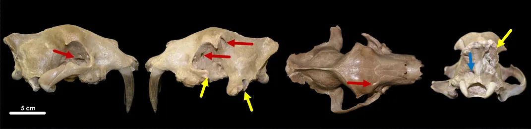 The Dakota Badlands Used to Host Sabertoothed Pseudo-Cat Battles