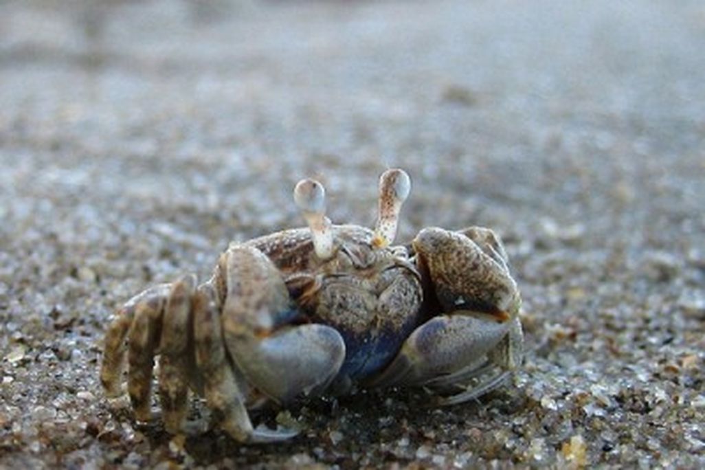 20110520090131crab_855509214_7798d36cc7-400x300.jpg