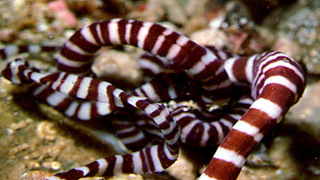 Ribbon Worm Country