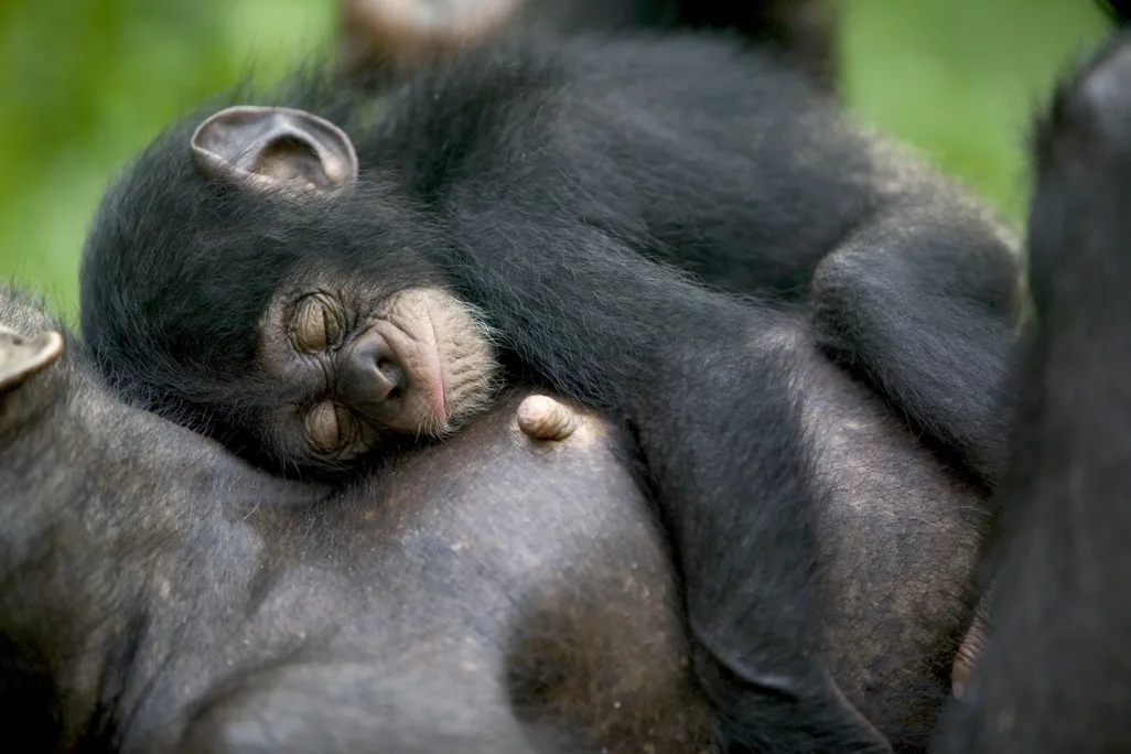 chimp1