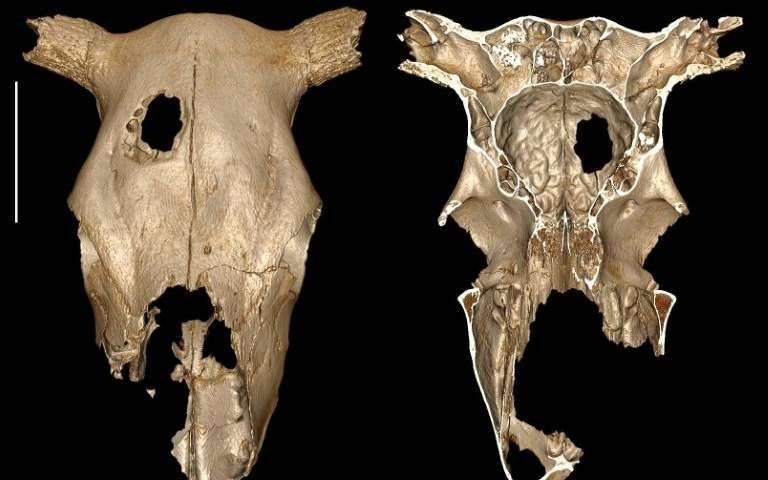 Cow Head Hole