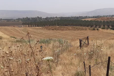 The 'Ubeidiya site today is an expanse of grasses. Concealed from this view are slabs of fossilized pebbly clay, a source of ancient finds that have helped scholars learn about the journeys of Homo erectus.