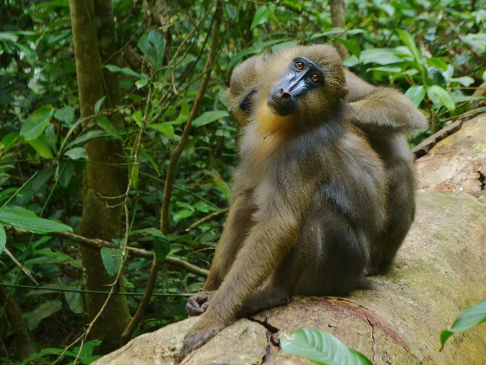 Mandrill Grooming 1