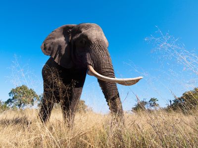 New genetic evidence confirms that ivory poaching in Africa involves only a few powerful players who consolidate the goods for illegal trade abroad.