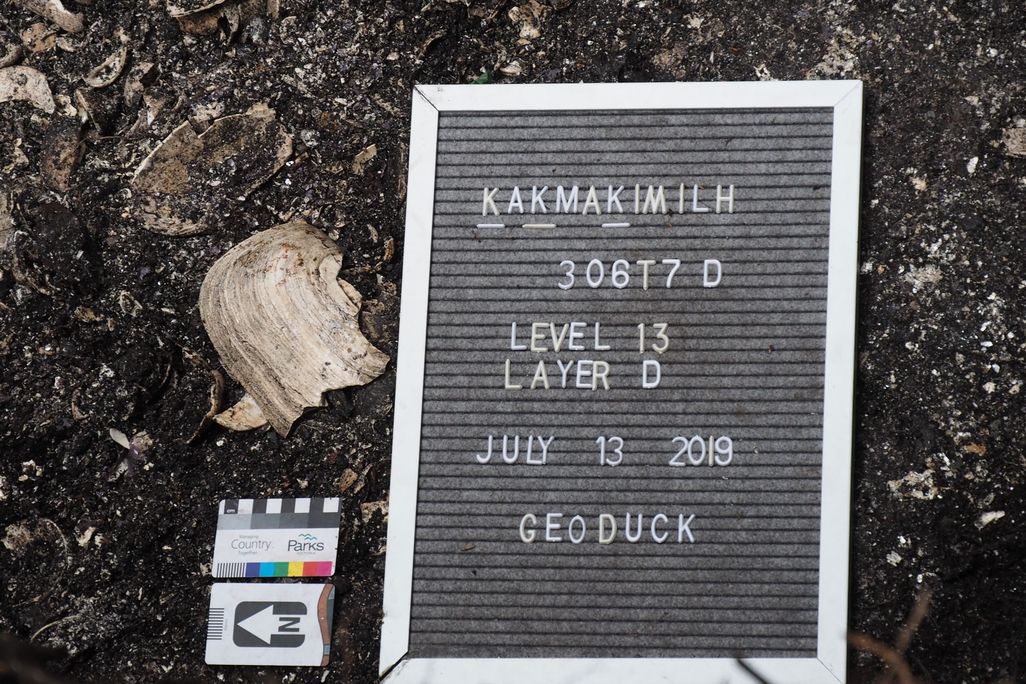 Geoduck Shell