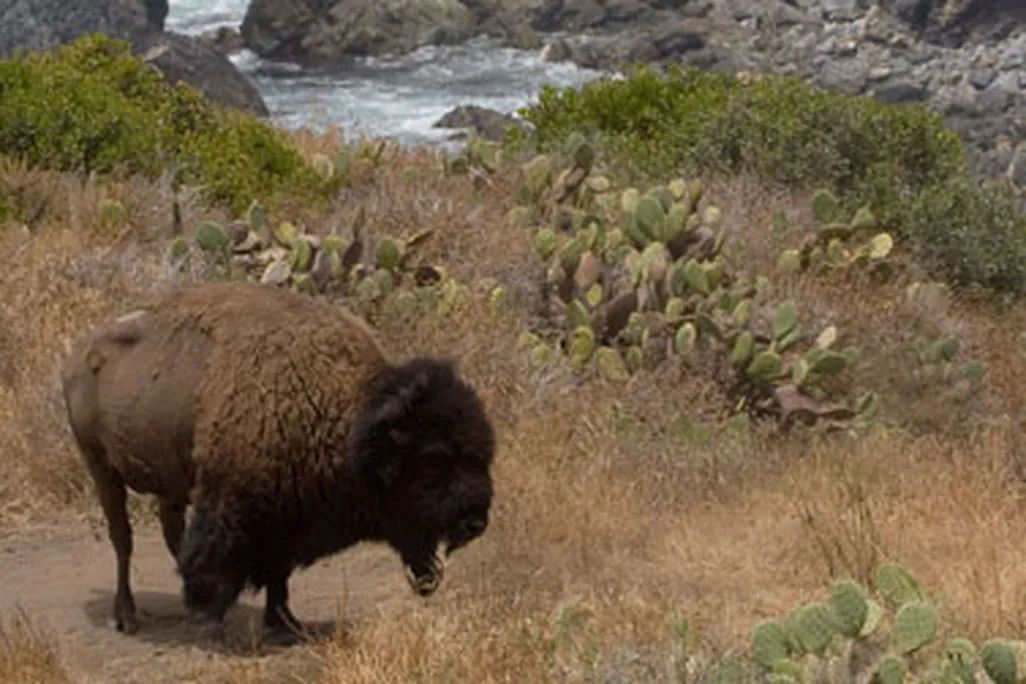 The bison may never leave Catalina Island.
